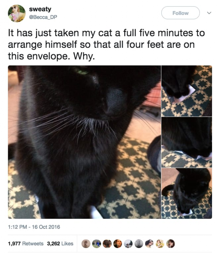 26. Cats are determined.