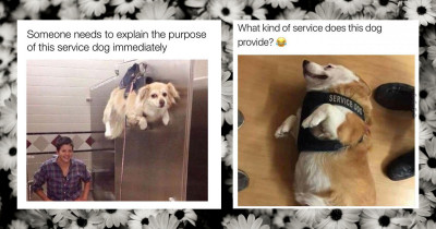 These Service Dog Memes are Guaranteed To Make You Smile Too