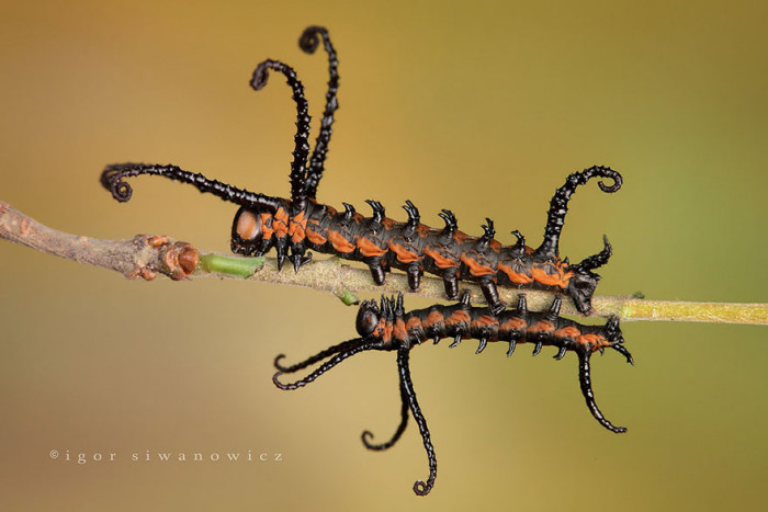 6. Brahmin Moth Before