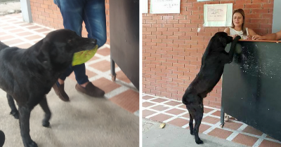 Adorable Dog Uses Leaves As Currency To Buy Food At School Canteen