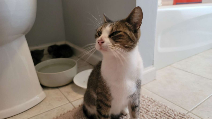 Peltier shared what he saw on the security footage: “I saw that Amelia had brought the kittens to my house Thursday afternoon, one by one.”