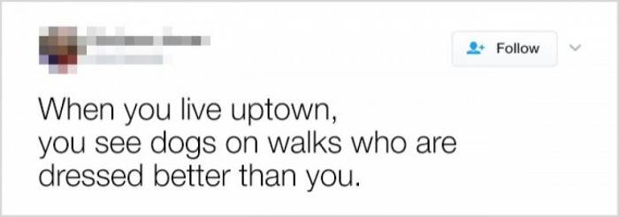 Dogs also need to look fancy