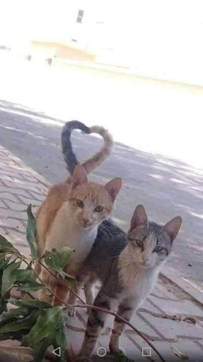 15. "They're roaming around town, spreading the love."