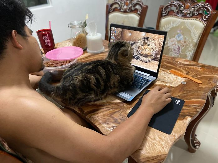 #4 Excuse me, but why are we looking at another cat?