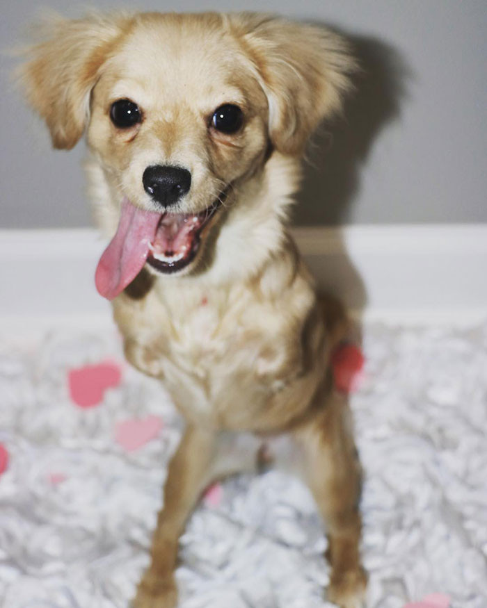 The Turney family, who run an animal shelter, decided to adopt Gracie. Already being owners of two other disabled pets, they were familiar with the responsibilities involved.