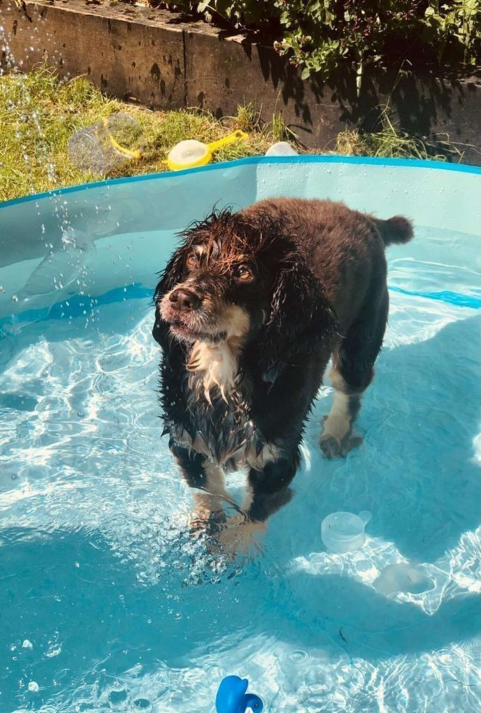 Jarvis, a cocker spaniel, is nearly 11 and has severe arthritis