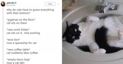 These People Have Very Important Questions To Ask Their Feline Friends And We All Want To Know The Answers