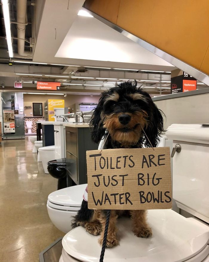 Humans are just drama queens