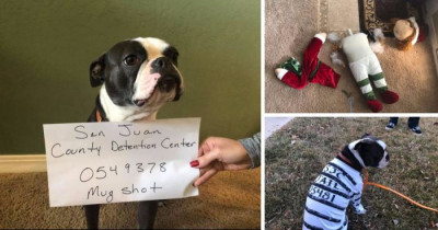 Dog Is Hilariously Shamed In Police Officer's Facebook Report Over A Slain Elf