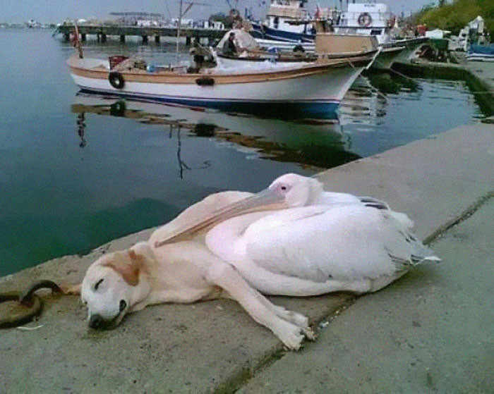 5. A Pelican Befriended A Stray Dog Who Was Often Spotted Hanging Out All Alone Along The Boat Docks. The Man Who Photographed This Has Adopted Him But Brings Him Back Every Day To See His Friend, Petey The Pelican