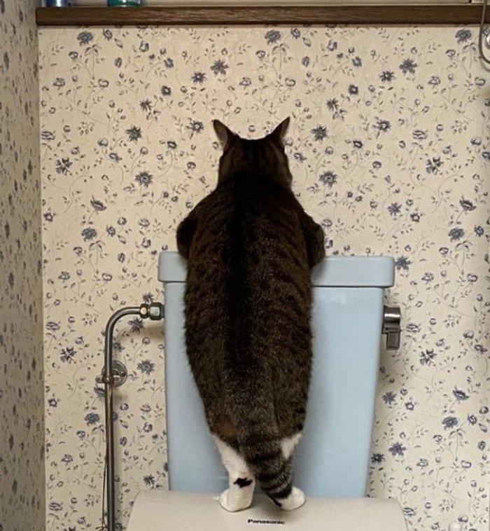 3. Deep thoughts on the toilet aren't just for humans