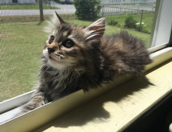 25. “She thinks the window sill is hers.”