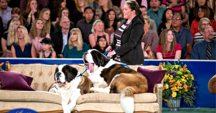 The American Rescue Dog Show will base dogs on their personality traits and the only requirement is that all dogs competing must be rescues