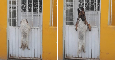 These Two Dogs Love Each Other So Much That Nothing Will Ever Stop Them From Being Together