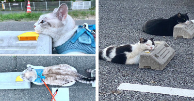 Hilarious Cats Are Using Parking Bumpers As Pillows
