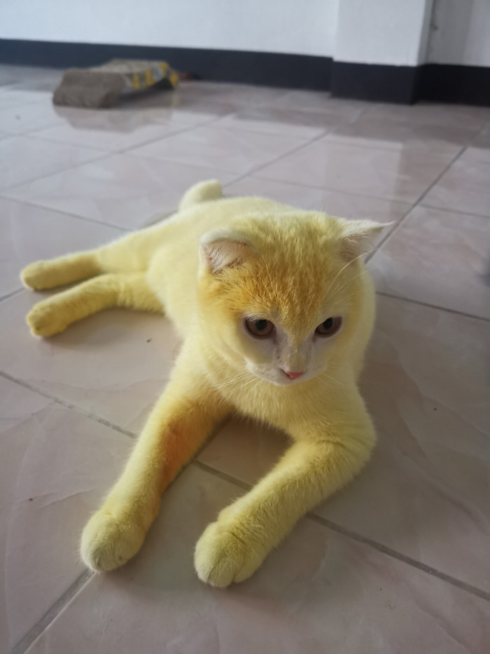 But the poor cat stayed yellow!!