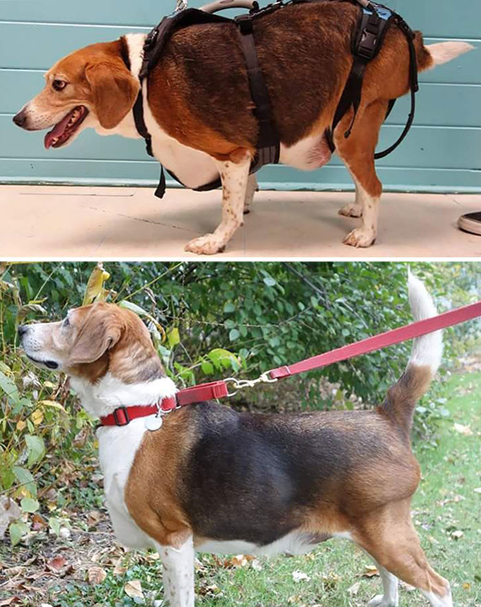 "For Those Who Haven't Seen The Before And After: 86.4 Lbs Down To 44.4 Lbs"