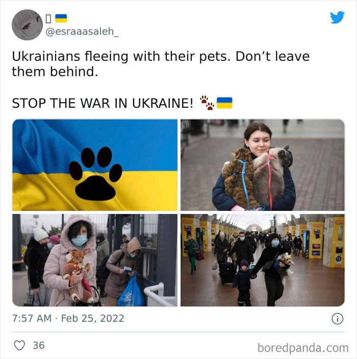 For pet's sake, stop the war 