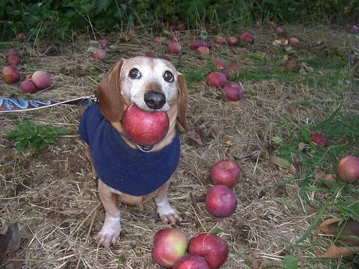 50. Do you know that I love apples?