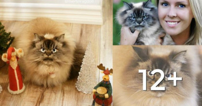 Merlin The Ragdoll Is The Grumpiest Kitty You Will Ever Meet