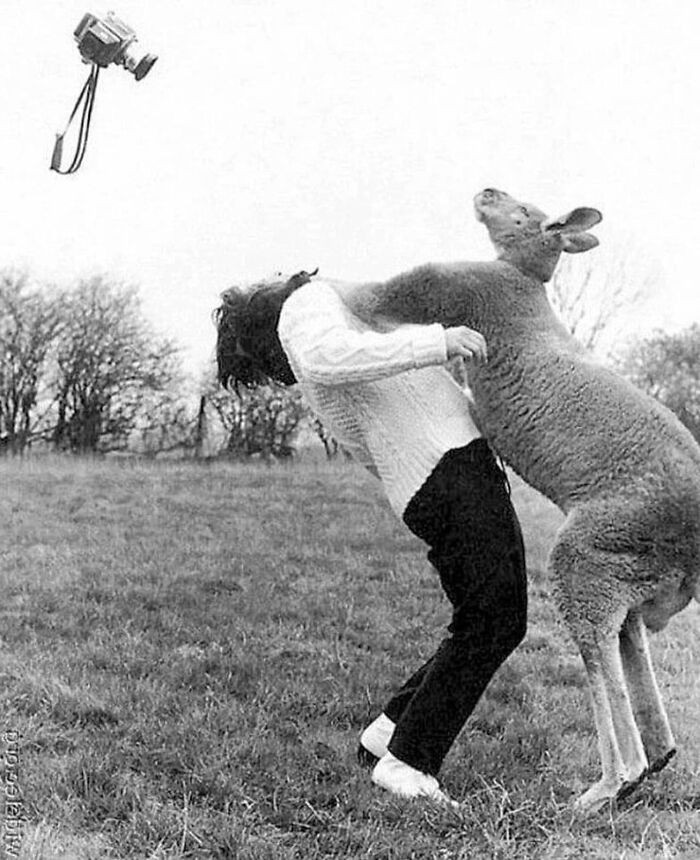 45. When A Kangaroo Hits A Photographer For Trying To Photograph Him In England, 1967