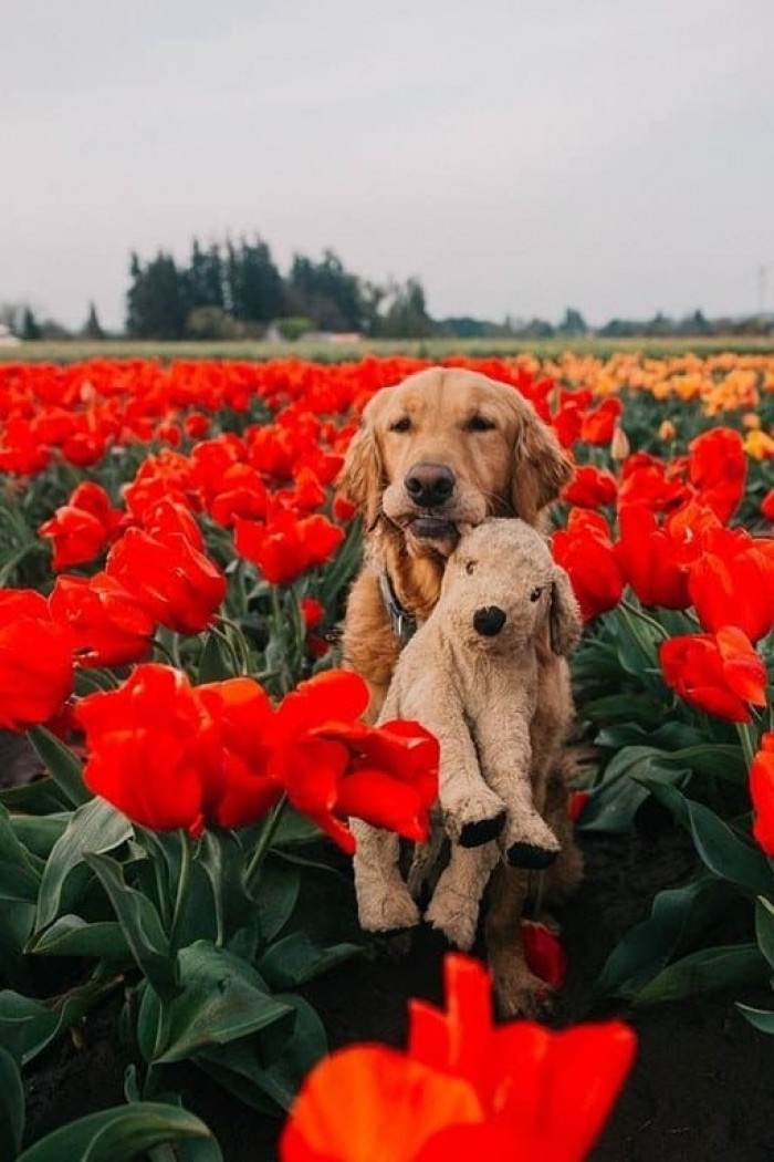 A sweet doggo and his stuffed friend <3