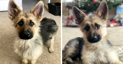 This Fully Grown German Shepherd Has Dwarfism Which Means He Will Always Look Like A Puppy