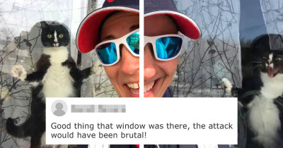 Hysterical Cat Tries To Guard Its Home From The Dangerous Mail Carrier Every Day