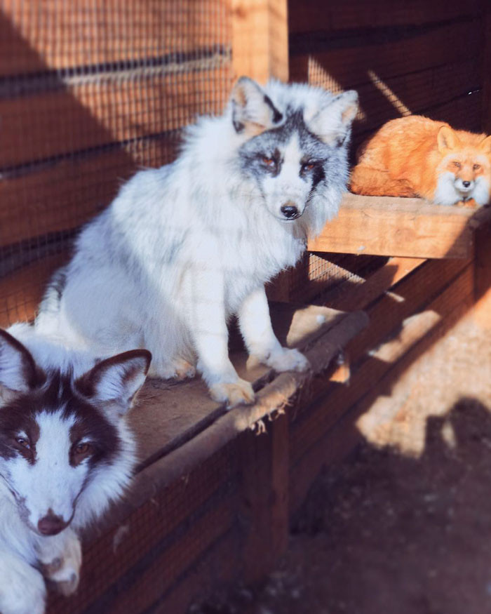 The foxes are an adorable addition to her family.
