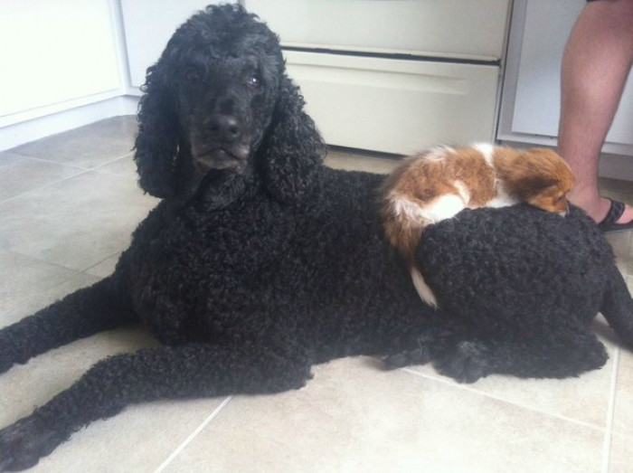 A Woolly Sheep to Sleep On.