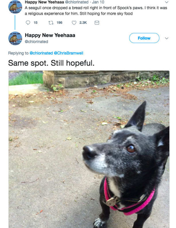 5. He wants more of that good sky food