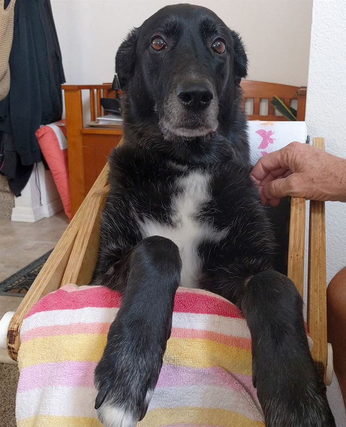 Afterward, the dog has to sit upright for a time to keep the food down, which Daisy's owners made as comfortable as possible.
