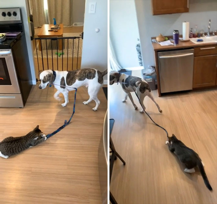 12. How clever of the puppy to find a way to play with a kitten!
