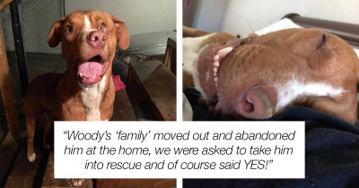 Mauled Dog Left To Heal On His Own Is Left With A Crooked Face & Longing For A Forever Family