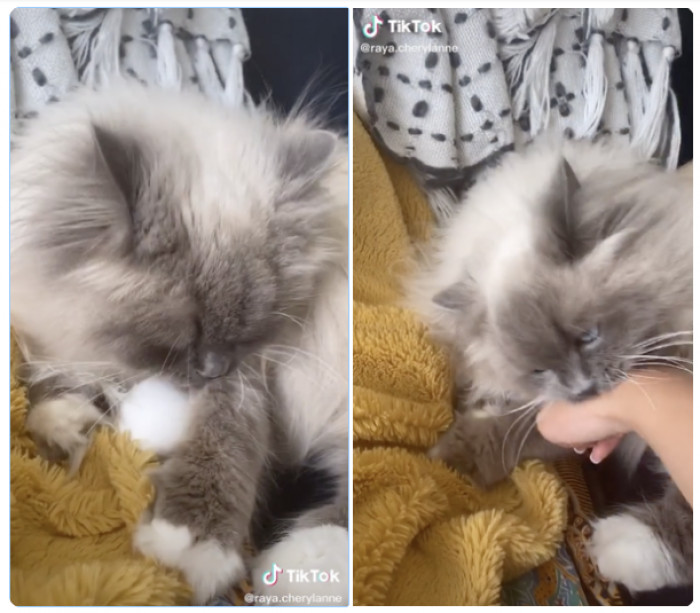 Cats Protect Eggs In This Adorable TikTok Challenge You Need To See
