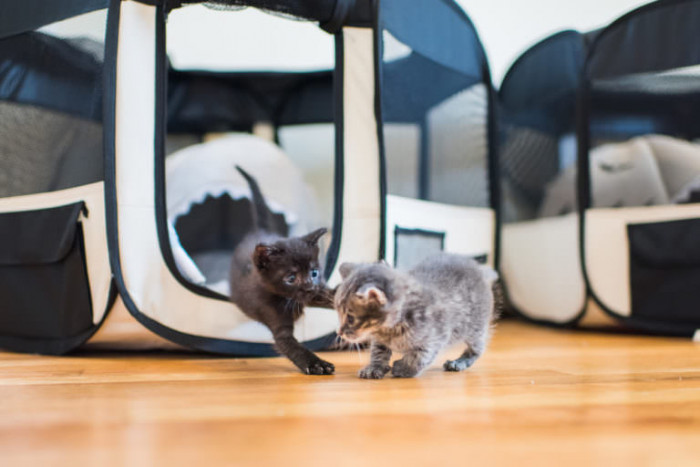 But once they got over their fear, they dove straight into playing and play fighting, just like they are hardwired to do.