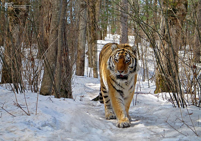 Siberian tiger pictured in Khabarovsk region