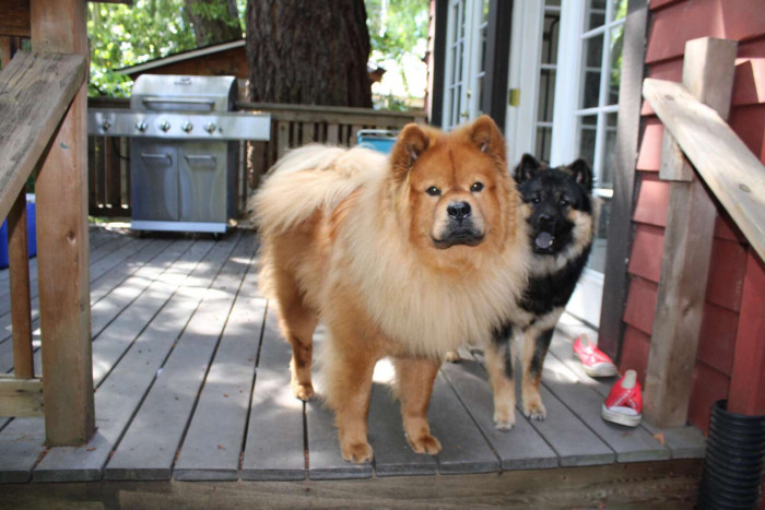Wookie and Kya
