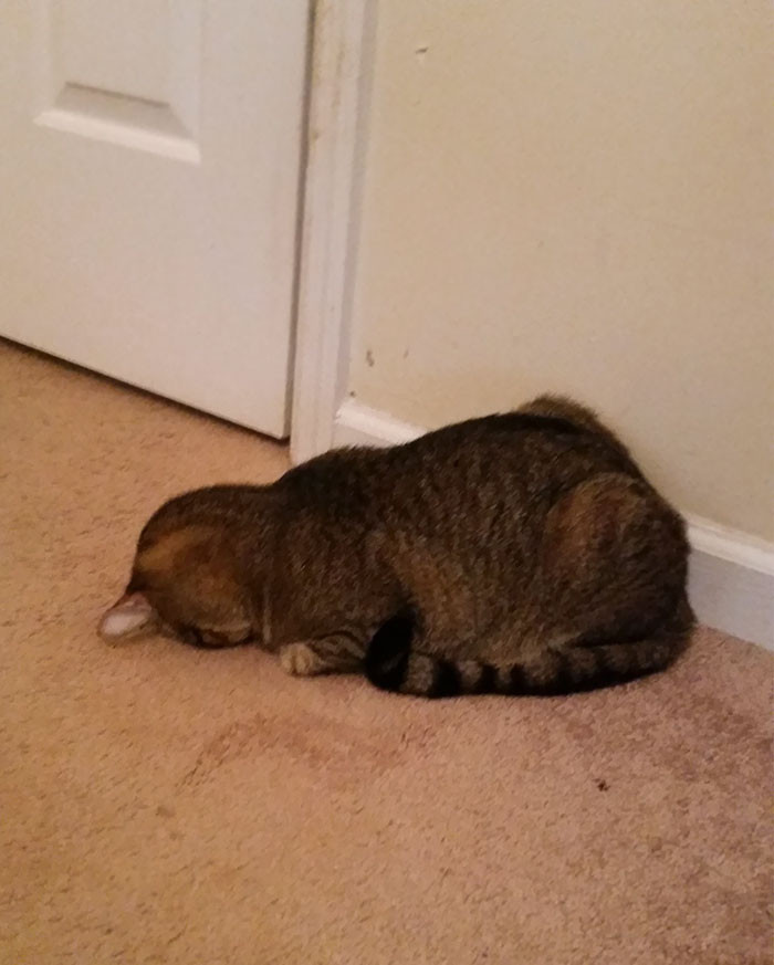 49. "This is how my cat sleeps."