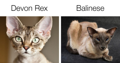 Hypoallergenic Cats You Can Keep If You're An Allergic Cat Lover