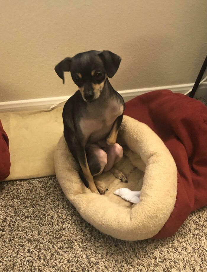 11. "I Don’t Know Why, But He Always Sits Like This"