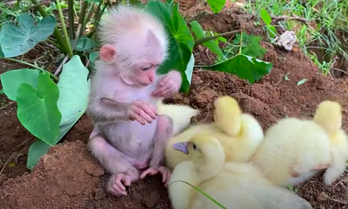 A great example is this baby monkey and his five duckling friends.