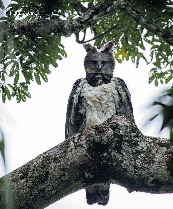 A lot of people that harpy eagles look like someone wearing a bird costume, or Bird Person from Rick and Morty