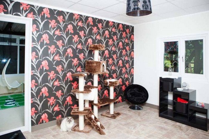 A Uk Based Luxury Cat Hotel Is Letting Cats Stay Free If Their Owners Cats On Catnip