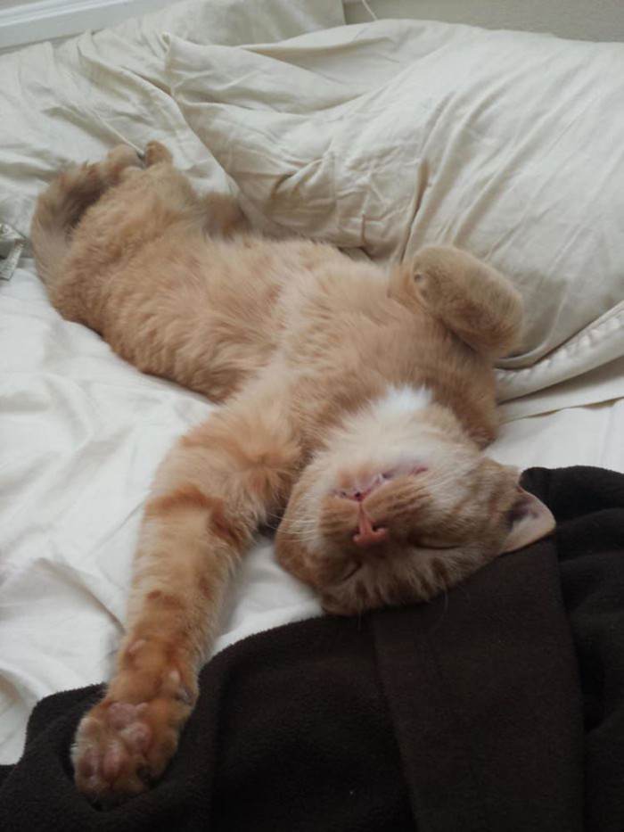 This guy randomly turns up just to hang out; his name is OJ.