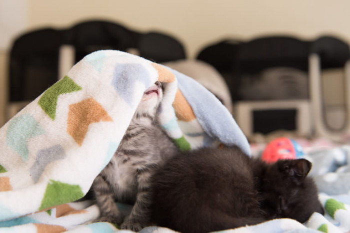 And they tucked up for a nap after a big day.