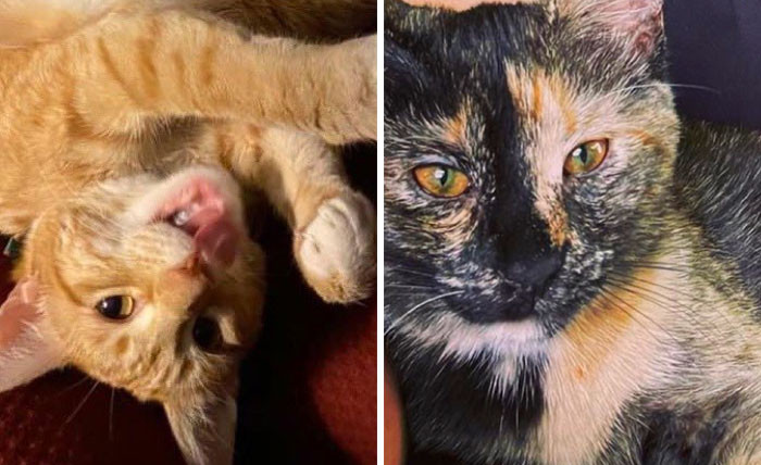 Meet Jorts and Jean, two office cats that have been going viral recently because of a bizarre argument