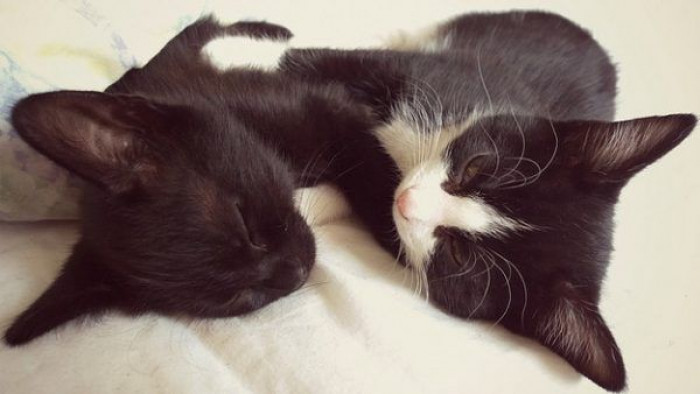 9. Awh, they're napping together