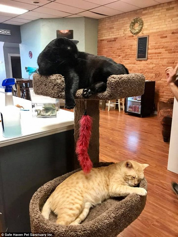 18. What's next for Safe Haven?