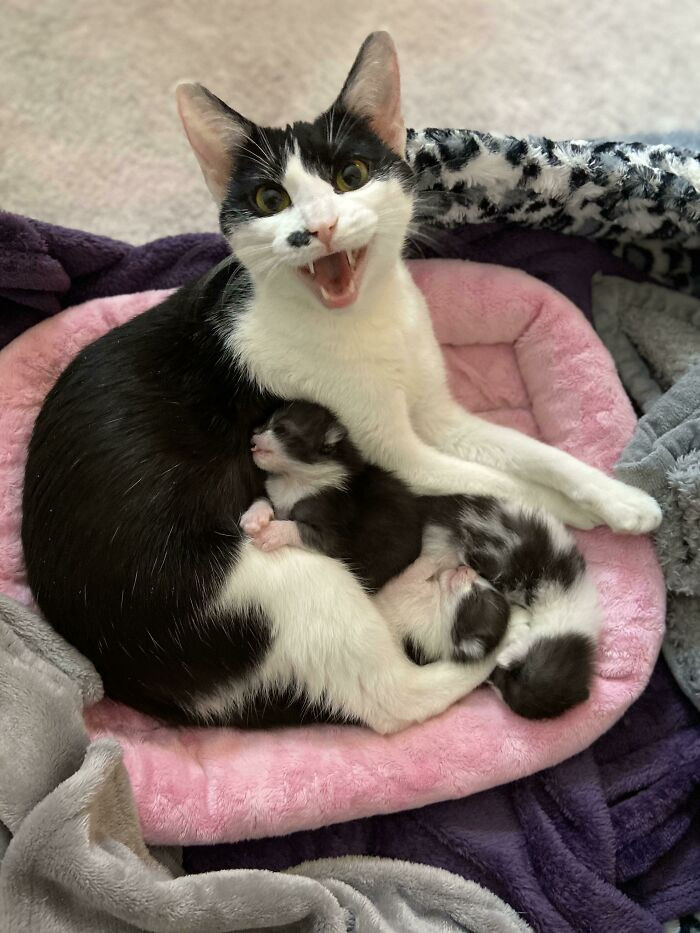 18. Foster Mama Telling Me All About Her Babies!